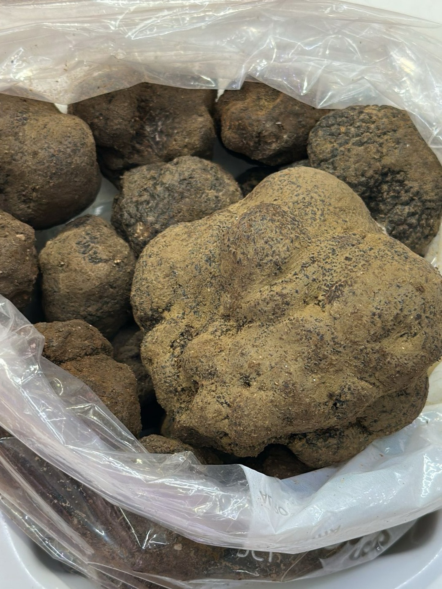 Scopri il Tartufo Nero Pregiato di Norcia!
Raccolto a mano nei boschi umbri, dal profumo intenso e inconfondibile. Perfetto per trasformare ogni piatto in un’esperienza gourmet. 🍝🧀🥩
Disponibile a prezzo per etto: freschezza e qualità direttamente a casa tua.
#prodotti #tartufo #tartufonero #norcia #gourmet eccellenzaitaliana cucinaitaliana foodlover